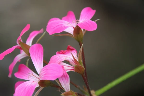 Frühlingsblume Auf Dem Land — Stockfoto