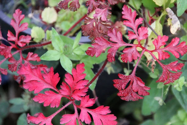 田舎の春の花 — ストック写真