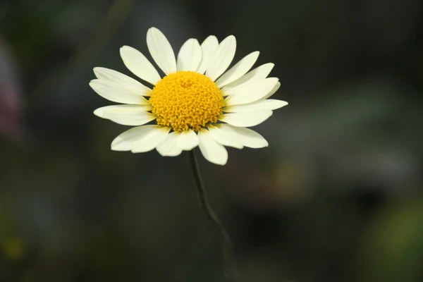 Flor Primavera Campo — Fotografia de Stock