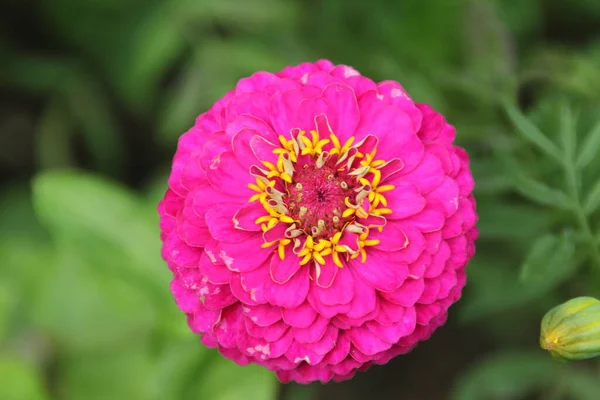 Flor Primavera Campo — Fotografia de Stock