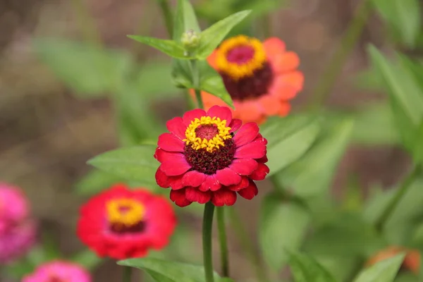 田舎の春の花 — ストック写真