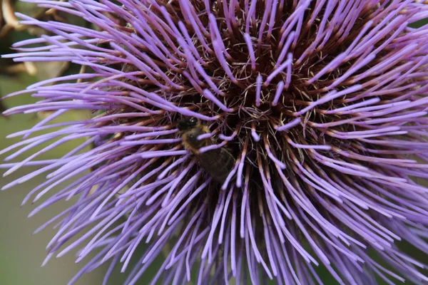 Flor Primavera Campo — Fotografia de Stock