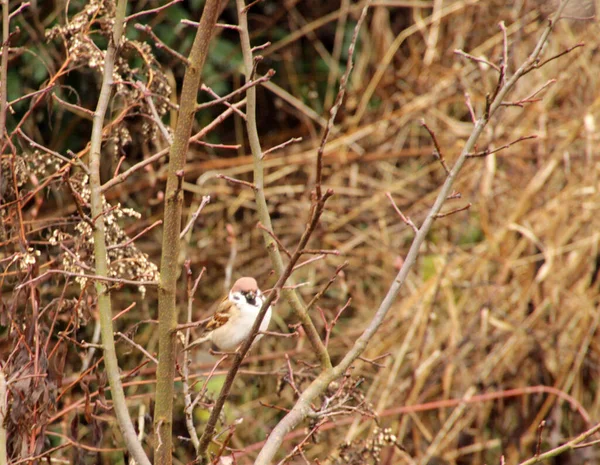 Vogel Auf Dem Land — Stockfoto