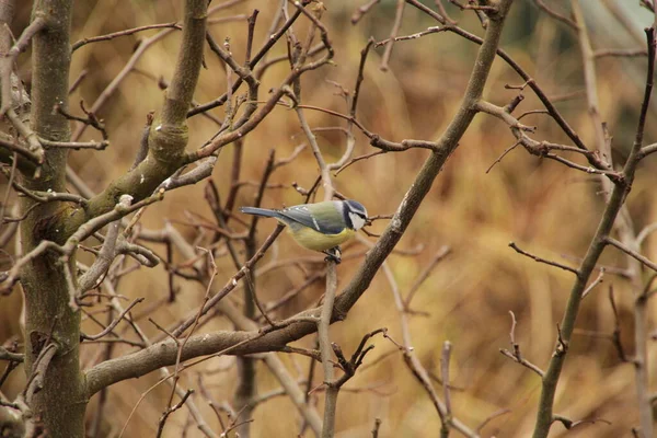 Oiseau Campagne — Photo