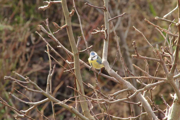 Fågel Landsbygden — Stockfoto