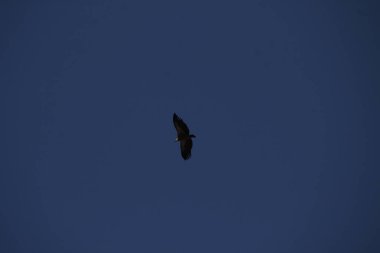 Akbaba güneşli bir günde uçuyor