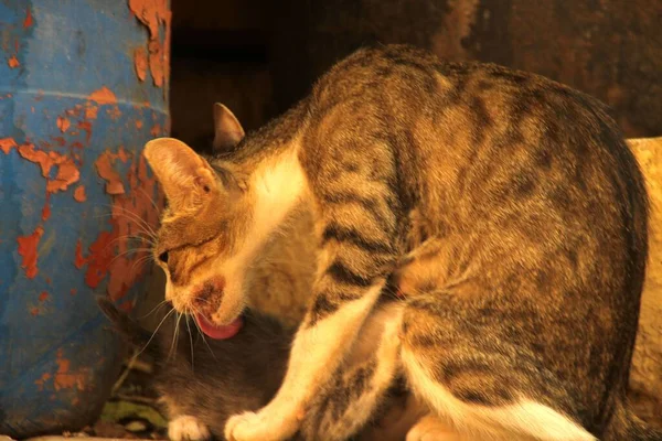 Primo Piano Gatto — Foto Stock