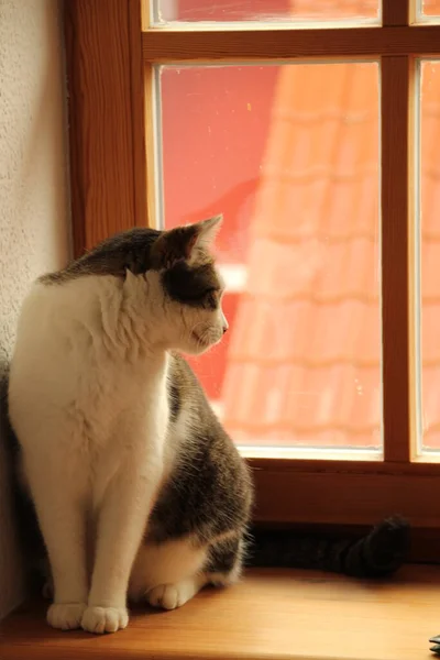 Perto Gato — Fotografia de Stock