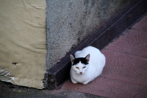 Закрыть Кошку — стоковое фото