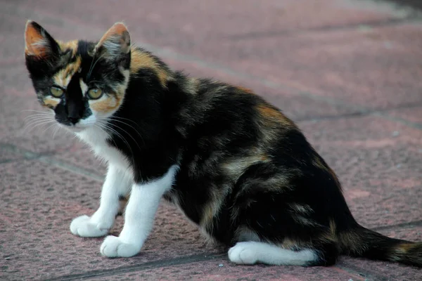 Primo Piano Gatto — Foto Stock