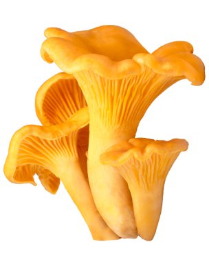 Chanterelles (Cantahrellus cibarius), yolları