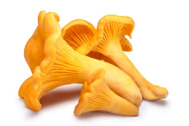 Chanterelles (Cantahrellus cibarius), yolları