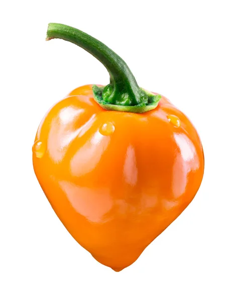 Habanero naranja con pedicelo, camino de recorte — Foto de Stock