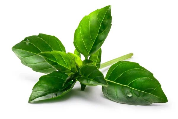Fine verde basil, clipping paths — Stock Photo, Image