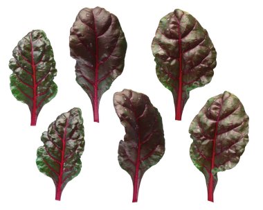 Pazı (silverbeet, mangold) yaprakları, yollar kümesi