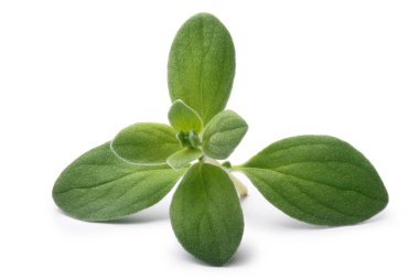 Mercanköşk (Origanum majorana), yolları