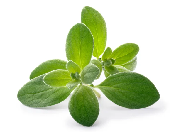 Marjoram (Origanum majorana), paths — Stock Photo, Image