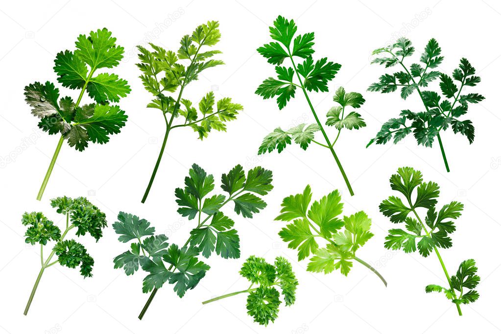 Apiaceae herbs, clipping paths