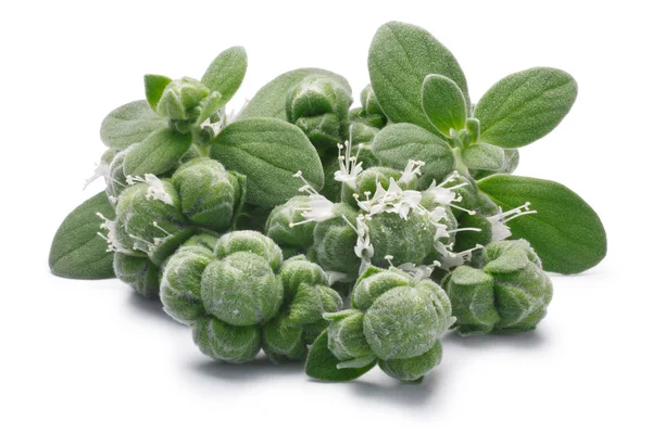 Marjoram (Origanum majorana) flowers, leaves and buds, paths — Stock Photo, Image