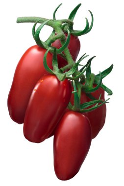 San Marzano kümesi domates, yolları yapıştırmak