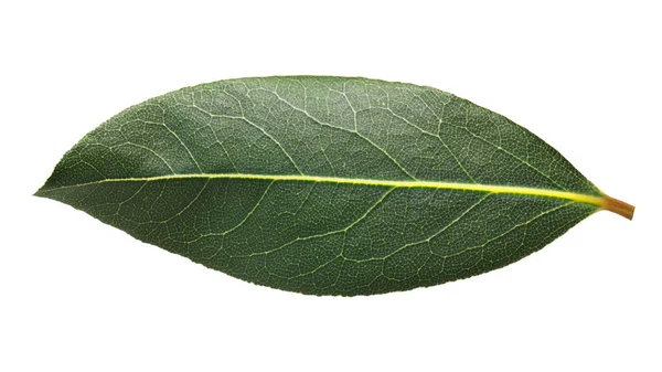 Feuille de laurier laurier frais (Laurus), sentiers — Photo