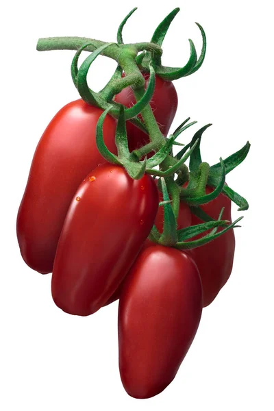 Cluster of San Marzano paste tomatoes, paths — Stock Photo, Image