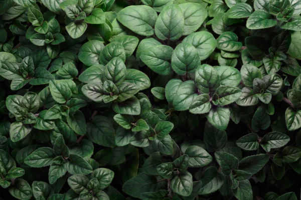 Oregano (Origanum) background — Stock Photo, Image