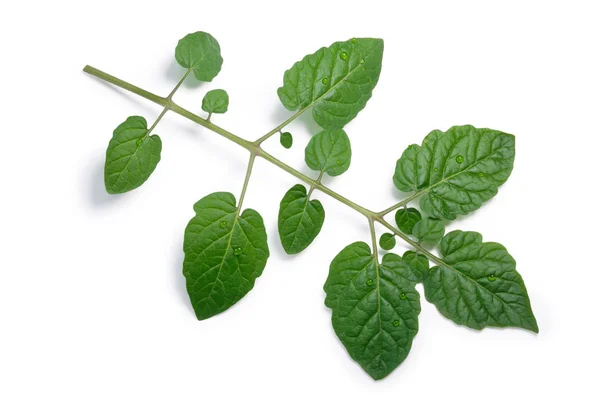 Tomato compound leaf, paths, top view — Stock Photo, Image