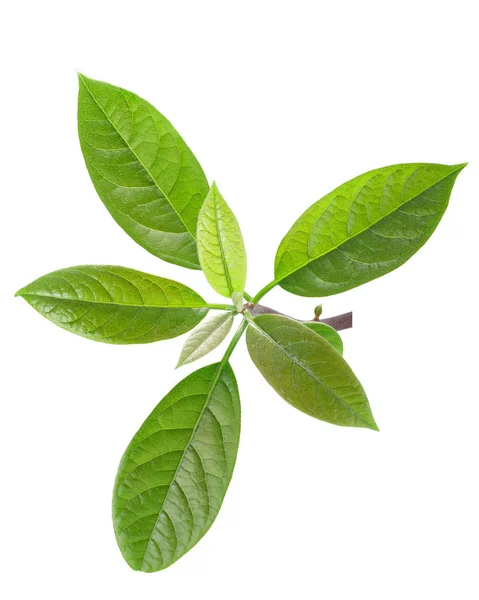 Листья авокадо Persea Ficana, пасты — стоковое фото