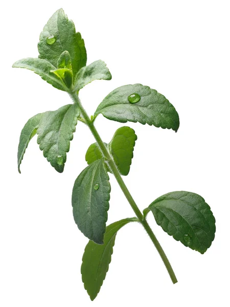 Sweetleaf, sugar leaf or Stevia rebaudiana, paths — Stock Photo, Image