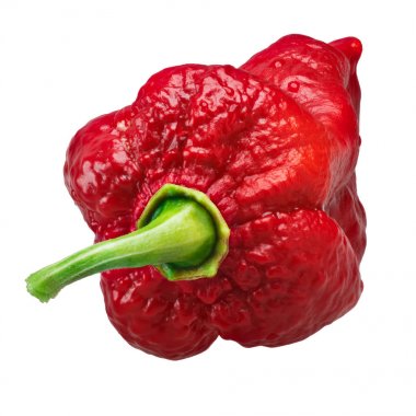 Bhut Jolokia hayalet biber, yolları