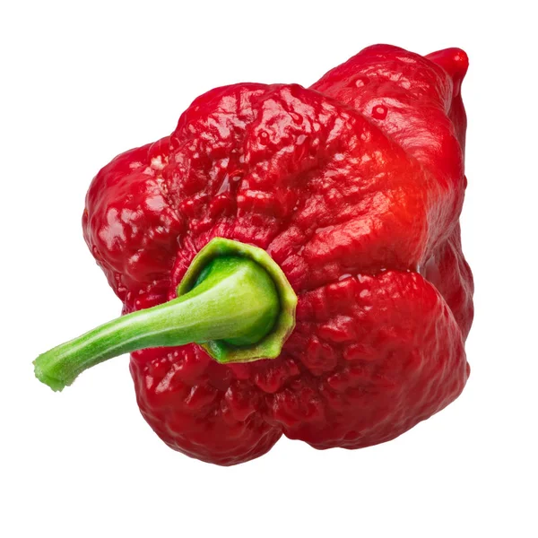 Bhut Jolokia-ghost pepper, paden — Stockfoto