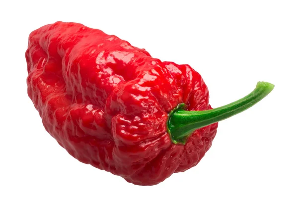 Bhut Jolokia-ghost pepper, paden — Stockfoto