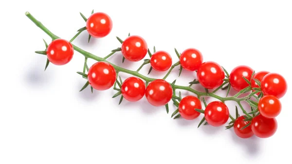 Küçük domates (Solanum pimpinellifolium) asma, yolları, top vie — Stok fotoğraf