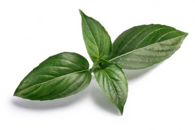 Tay kutsal fesleğen taze yaprakları, yolları