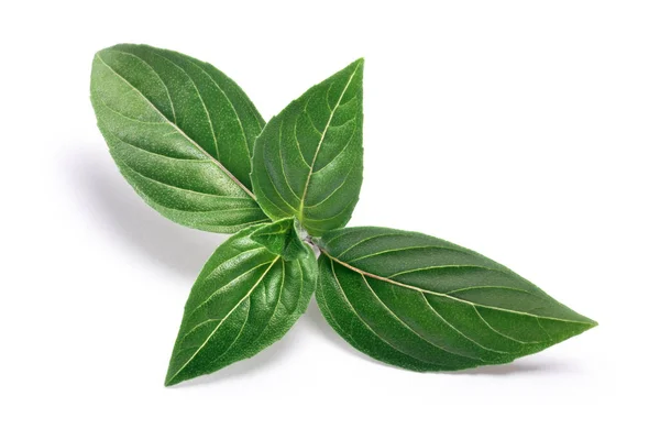 Thai Holy Basil fresh leaves, paths — Stock Photo, Image