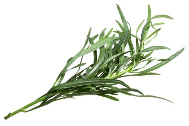 Fransız tarhun Artemisia dracunculus, yolları