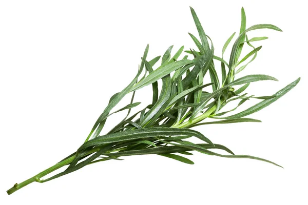 Francuski estragon-Artemisia dracunculus, ścieżki — Zdjęcie stockowe