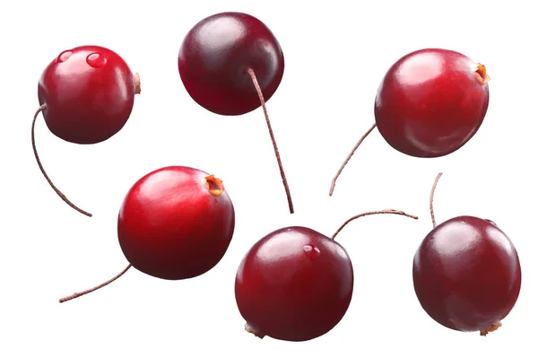 Single stalked cranberries, shadowless, paths — Stock Photo, Image