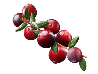 Kızılcık şube, yolları