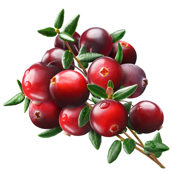 Cranberry bouquet, paths — Stock Photo, Image