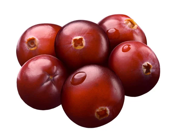 Six wild cranberries, paths — Stock Photo, Image