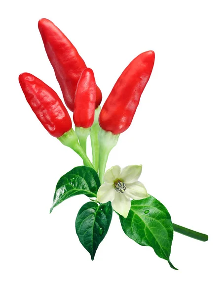 Tabasco chile peppers, paths — Stock Photo, Image