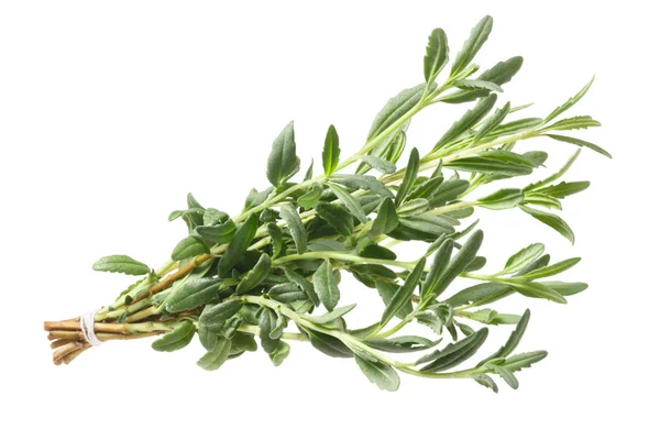 Ύσσωπος Hyssopus officinalis βότανο, διαδρομή — Φωτογραφία Αρχείου