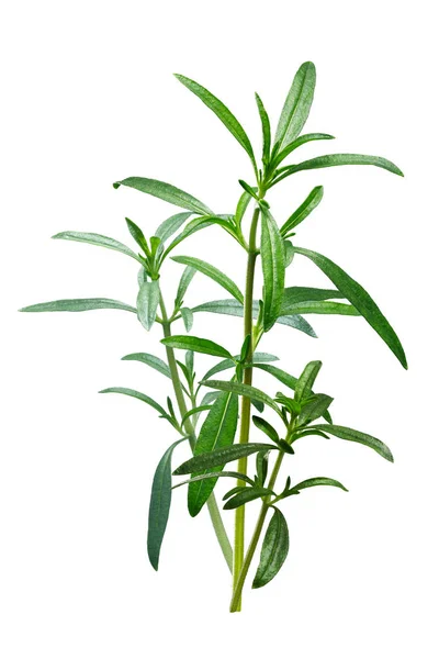 Summer savory Satureja hortensis plant, paths — Stock Photo, Image