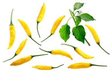 Aji limon Dop Capsicum baccatum parçalar, yolları