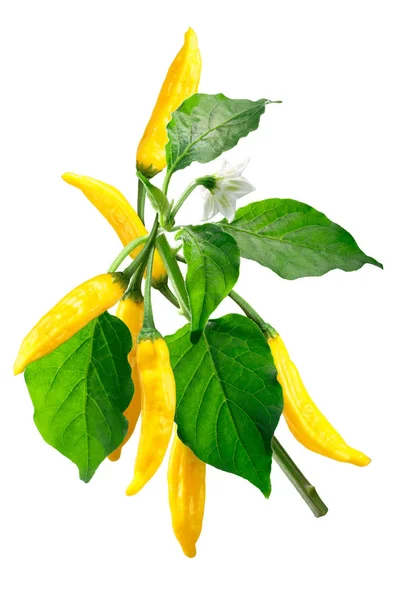 Aji citrom Dop-Capsicum baccatum, elérési út — Stock Fotó