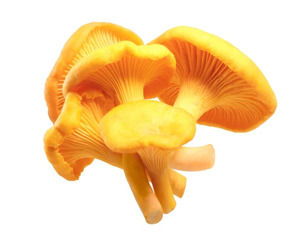 Chanterelles Cantharellus cibarius mushrooms, paths — Stock Photo, Image