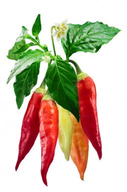 Aji Cristal Şili bitki-Capsicum baccatum, yolları