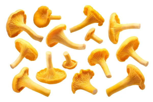 Lišky Cantharellus cibarius houby, cesty — Stock fotografie